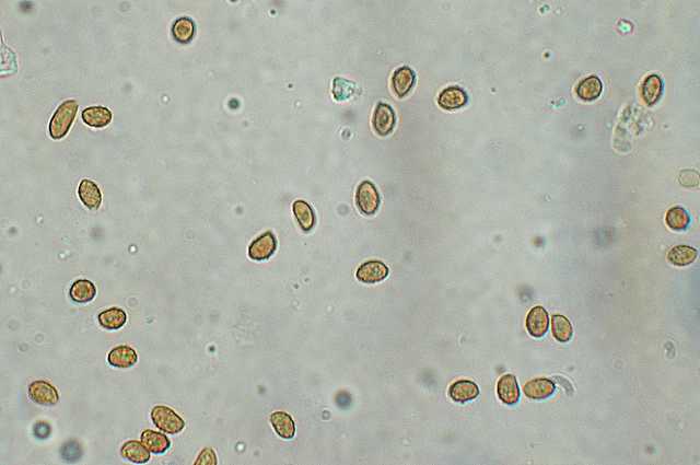 Galerina lillipuziana